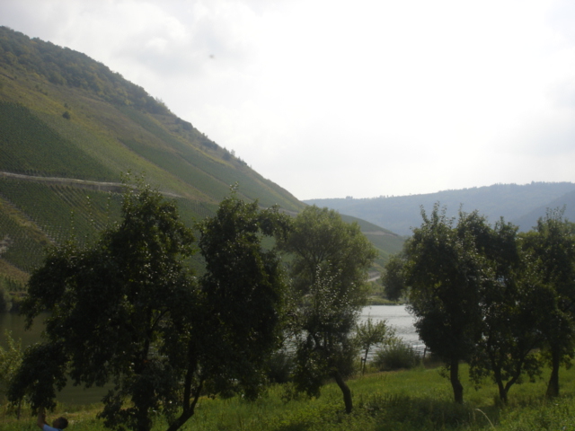 026 - PAYSAGE DES BORDS DE LA MOSELLE 7.JPG